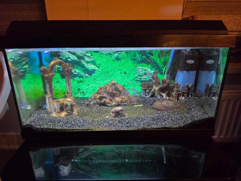 Aquarium, Ophalen, Plant(en), Steen of Hout