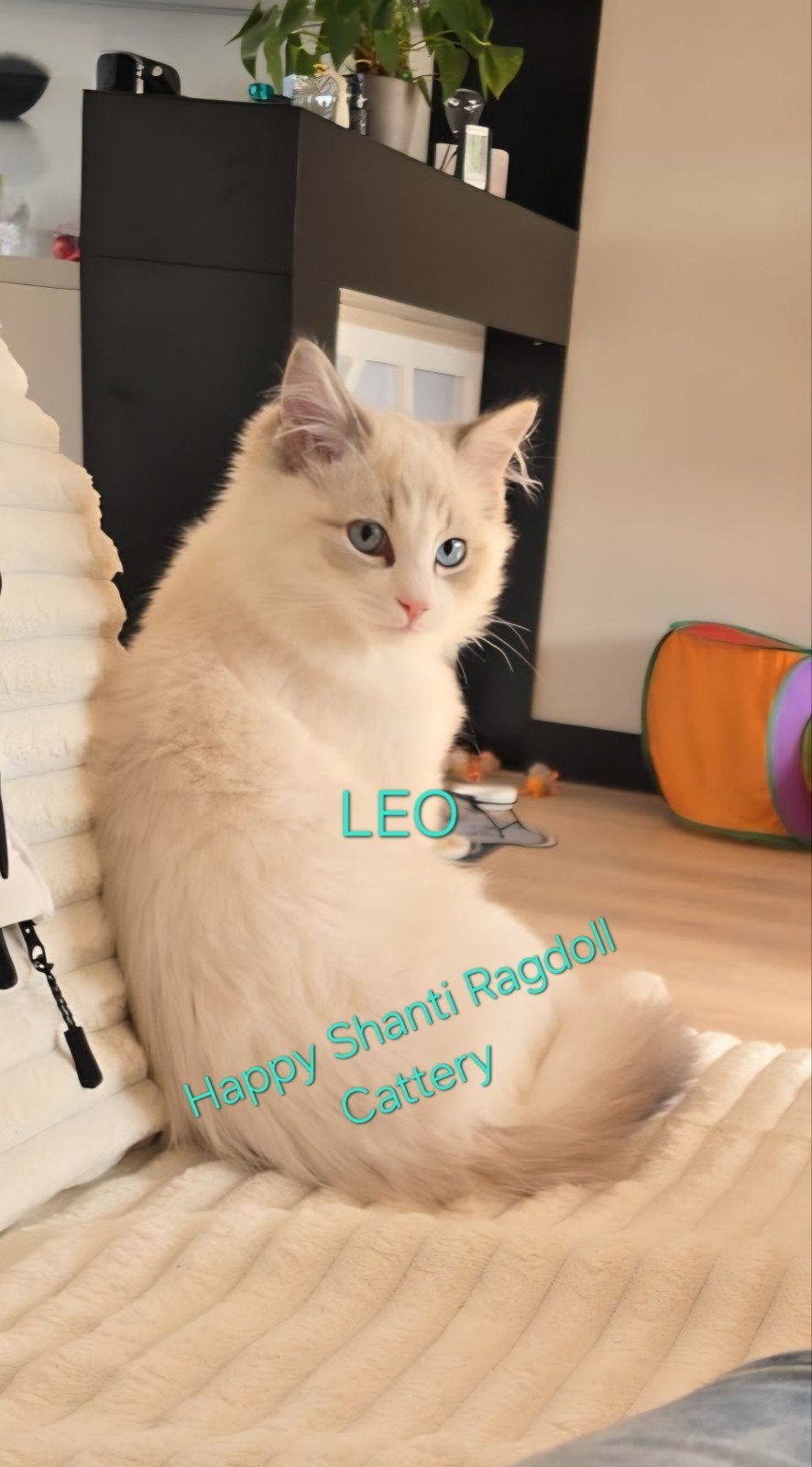 De prachtige  mooie kittens van Ragdoll, Dieren en Toebehoren, Kater, Met stamboom, 0 tot 2 jaar