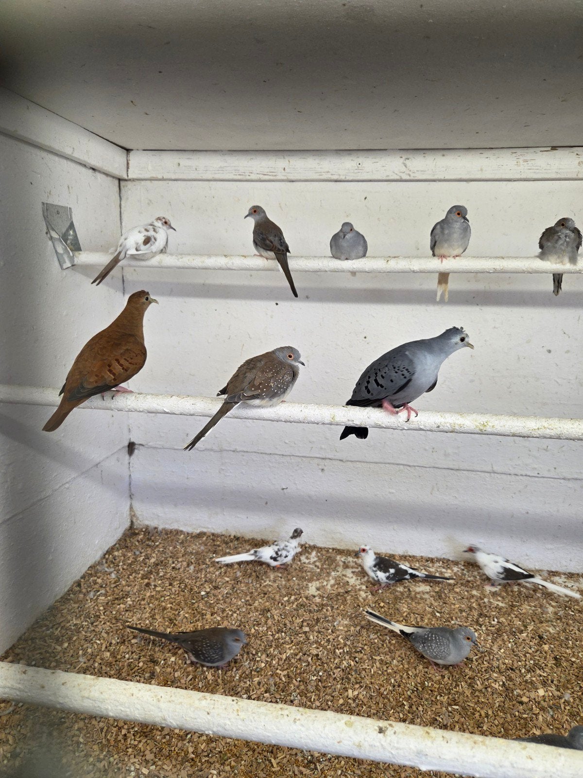 diverse diamant duiven, Dieren en Toebehoren, Meerdere dieren, Overige soorten