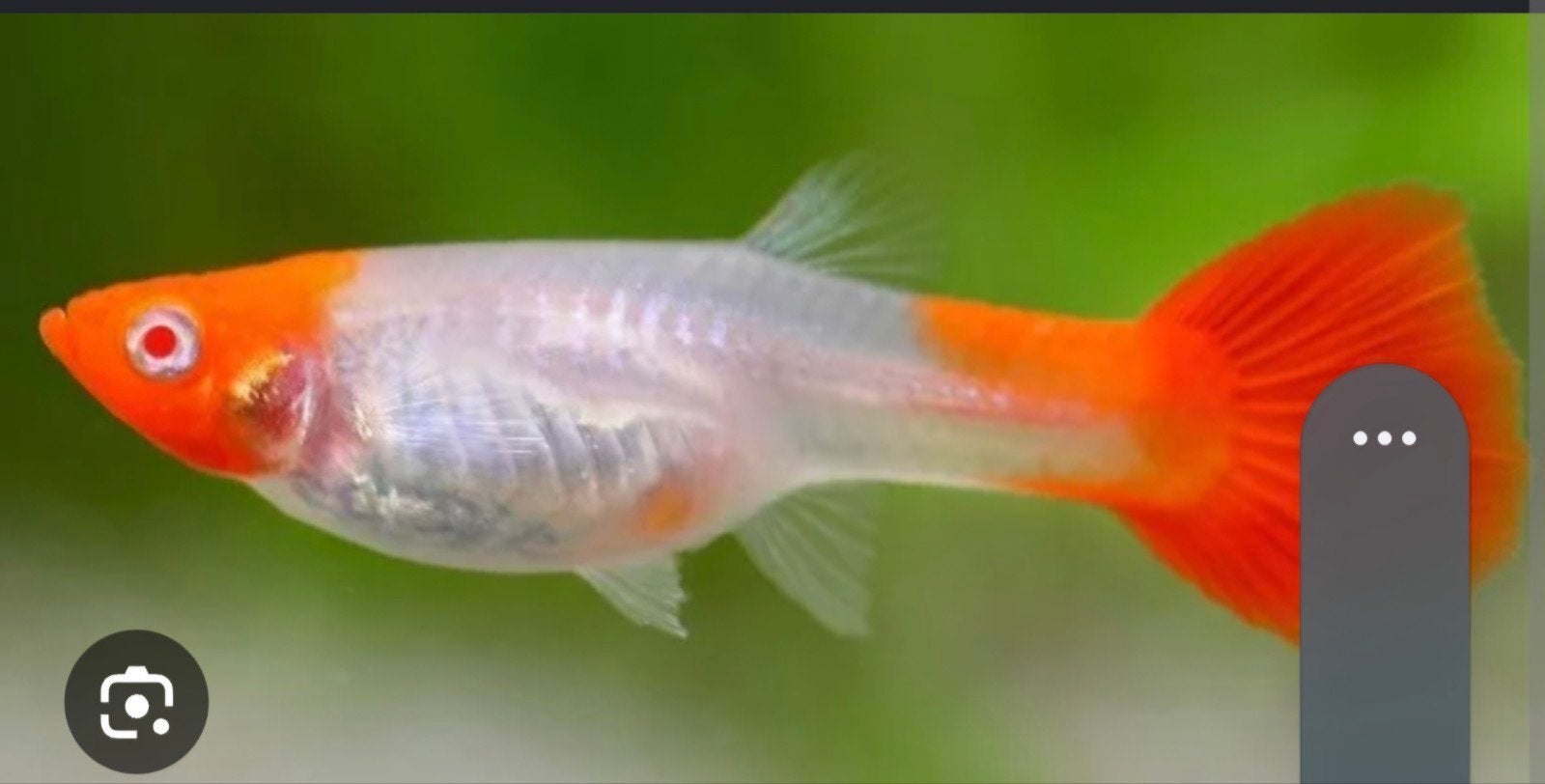 Halfwas raszuivere koi guppen, Dieren en Toebehoren, Vissen | Aquariumvissen, Vis