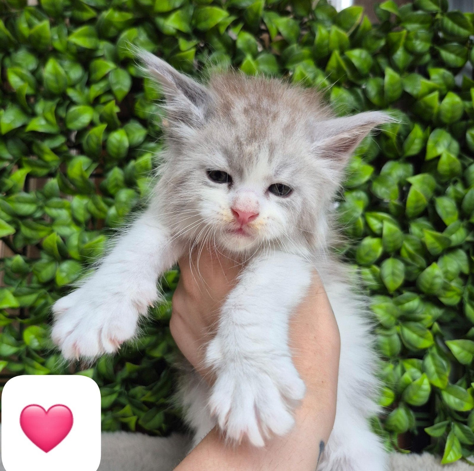 maine coon kittens met stamboom, rus shaded lijn (poesjes), Meerdere dieren, Met stamboom, 0 tot 2 jaar