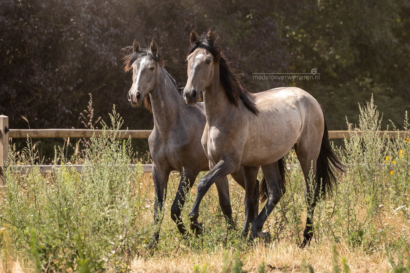Te koop: 2 lieve, fijne PRE jaarlingmerries, Dieren en Toebehoren, Paarden, Merrie, Dressuurpaard, Ontwormd, 0 tot 2 jaar