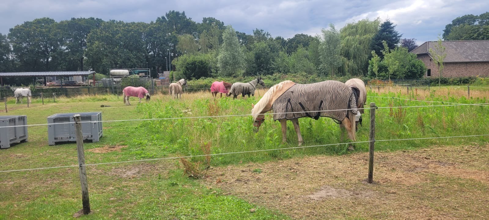 Stalhulp/bijrijder gezocht vinkel, Diensten en Vakmensen, Dieren | Paarden | Verzorging, Oppas en Les