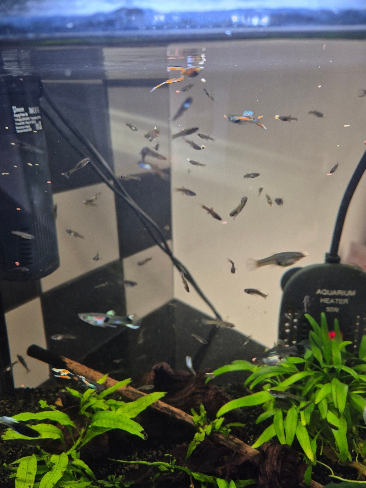 Gratis guppies, Dieren en Toebehoren, Vis