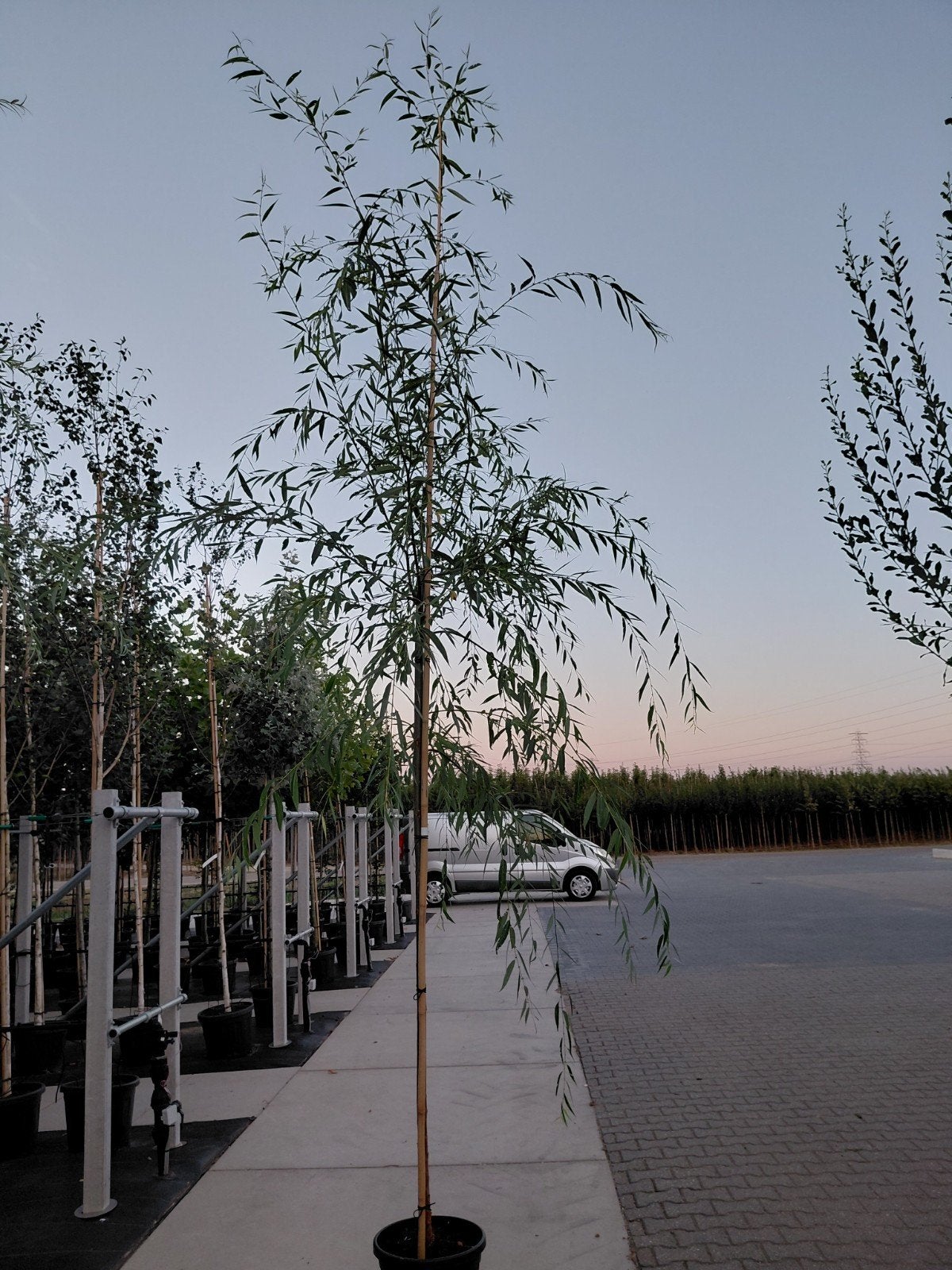 salix babolinica (groene treurwilg), Bloeit niet, Treurboom, 250 tot 400 cm, Ophalen