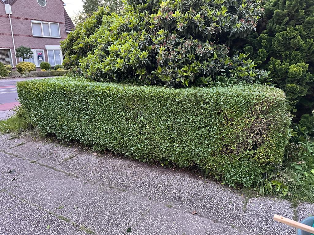 Buxushaag, zelf uitscheppen, Ophalen, Overige soorten