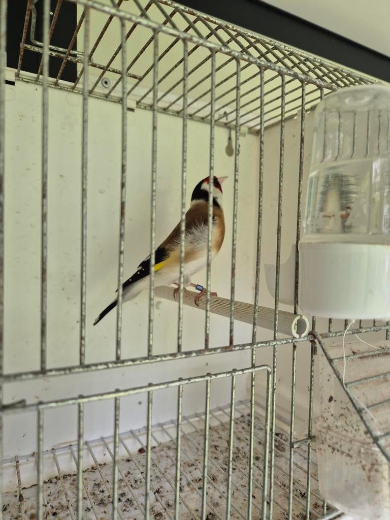 Mayor putter, Dieren en Toebehoren, Vogels | Overige Vogels, Mannelijk, Wildzangvogel