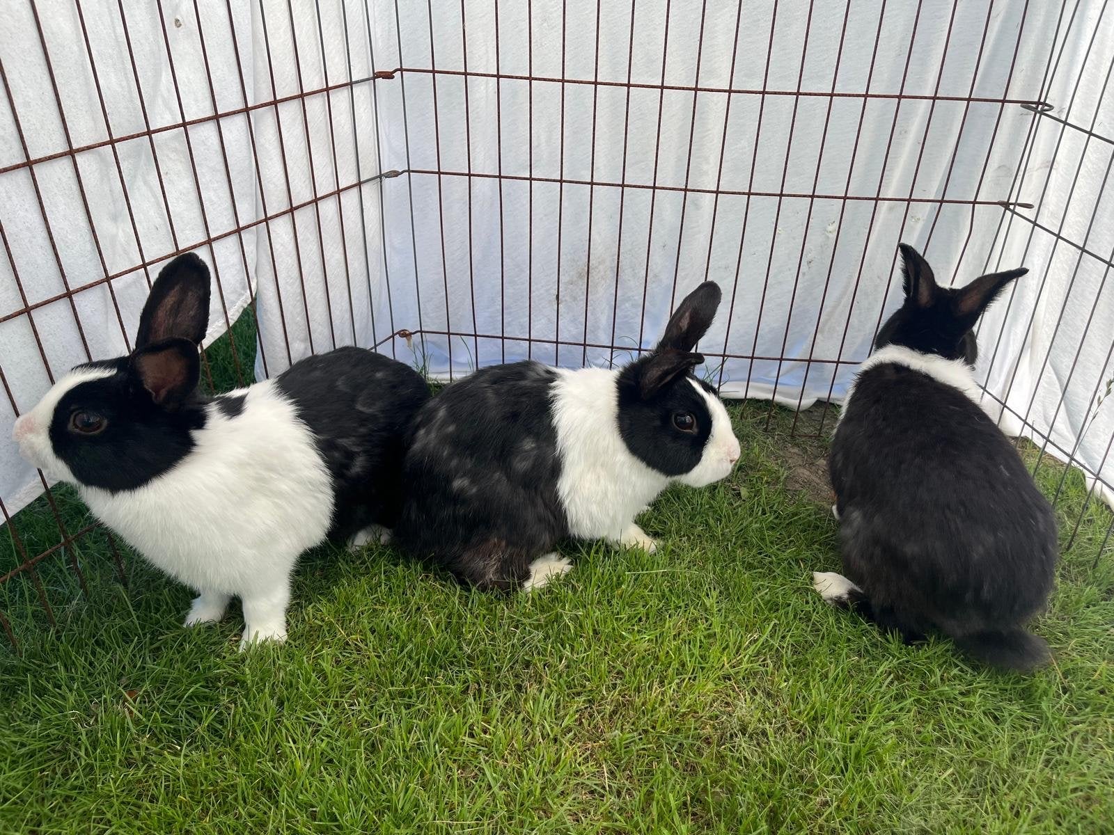 Hollander konijntjes 3, Dieren en Toebehoren, Meerdere dieren, Middelgroot, 3 tot 5 jaar