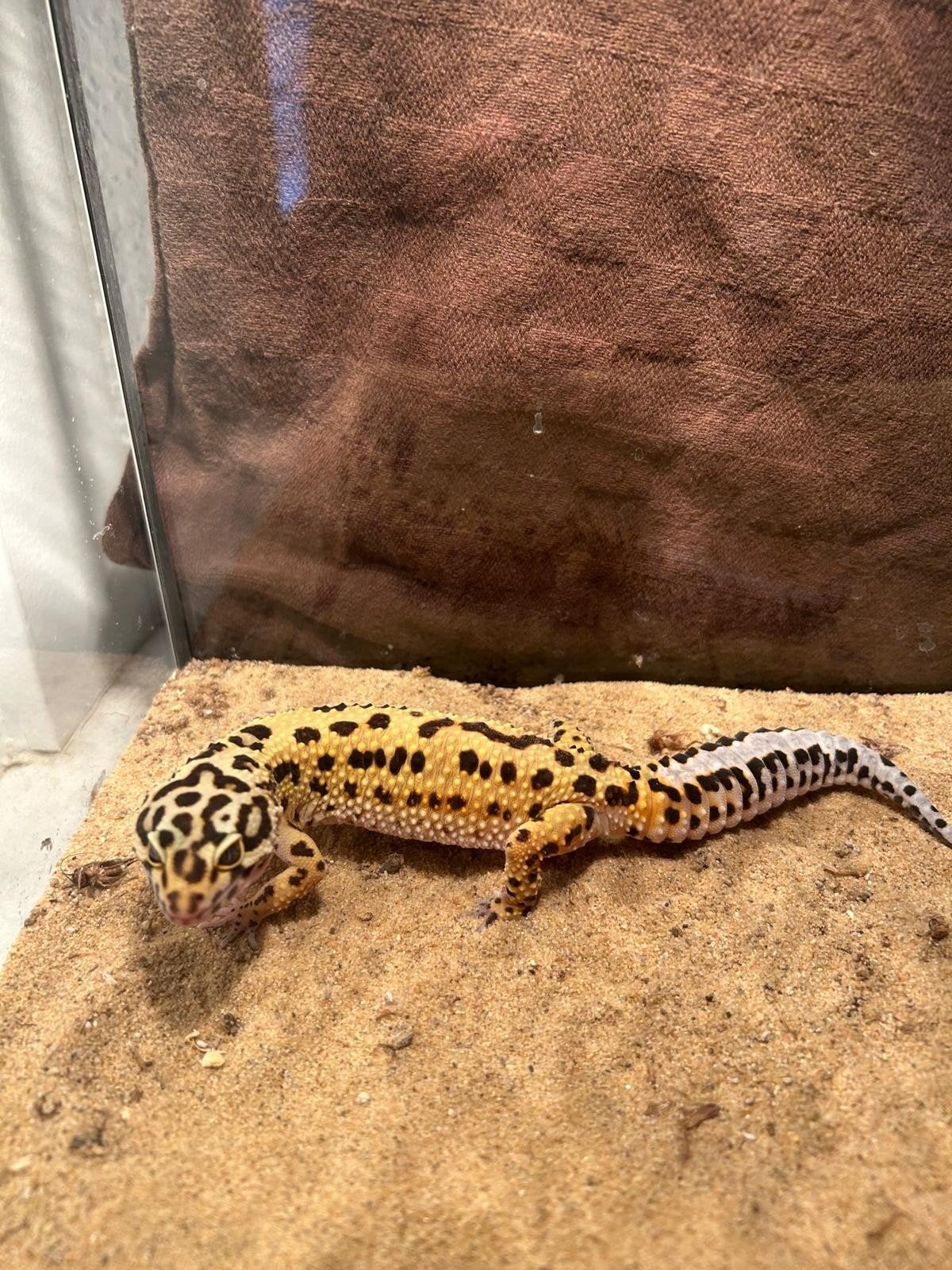 Luipaardgekko vrouwtje, Dieren en Toebehoren, Reptielen en Amfibieën