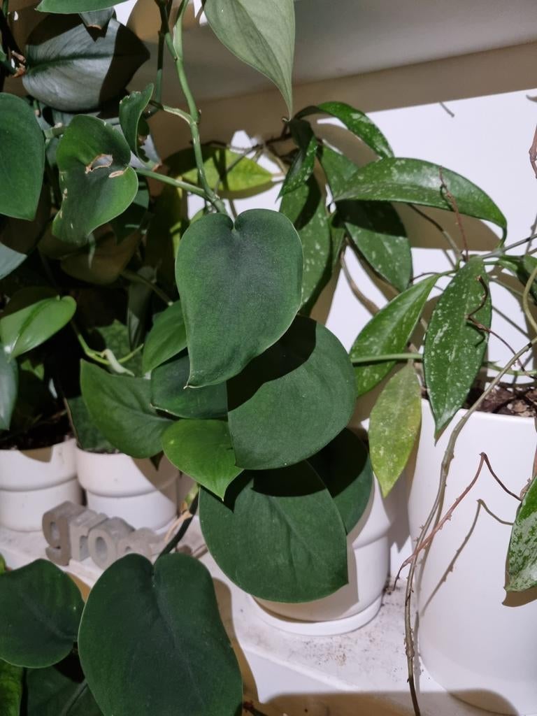 scindapsus jade satin stek, Ophalen of Verzenden, Halfschaduw, Minder dan 100 cm