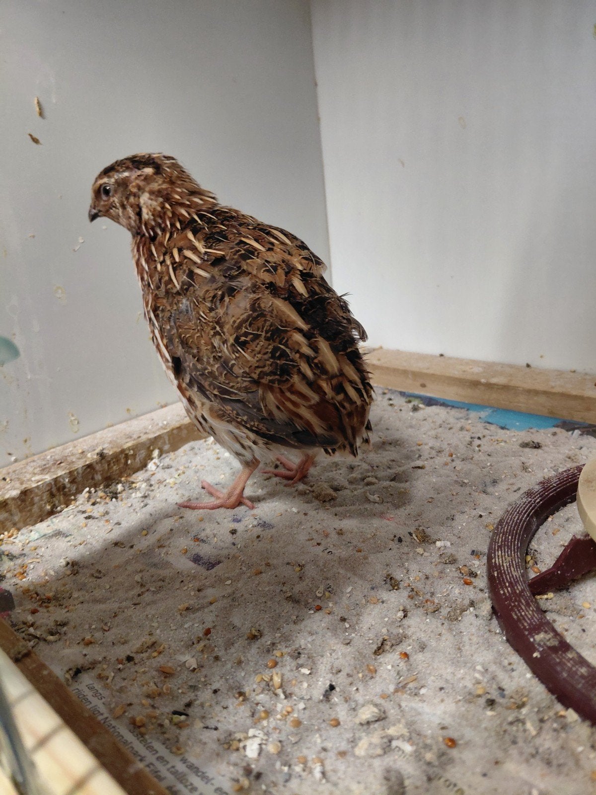 Japanse dwerg kwartels, Dieren en Toebehoren, Vogels | Overige Vogels, Meerdere dieren