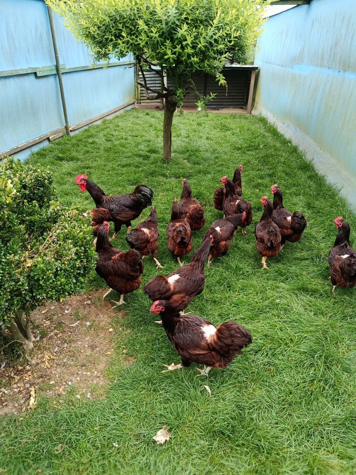 Prachtige, grote Rhode Island Red kippen te koop, Dieren en Toebehoren, Pluimvee, Vrouwelijk, Kip