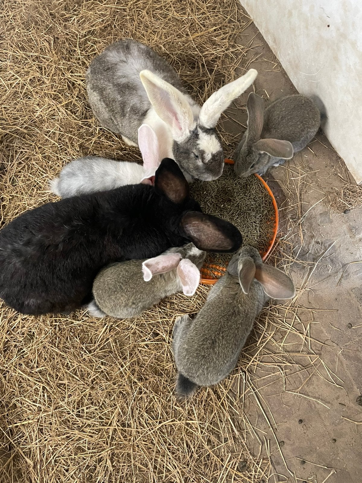Duitse reus jonge konijnen ram/voedster, Dieren en Toebehoren, Konijnen, Meerdere dieren, Groot, 0 tot 2 jaar