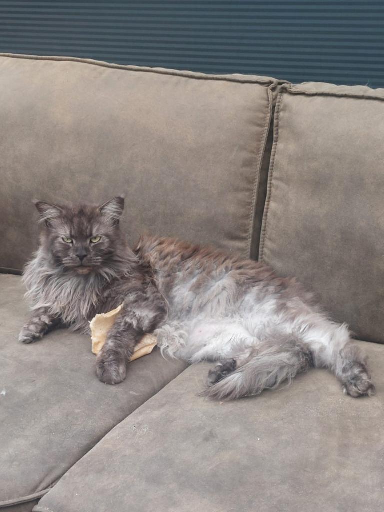 Maine coon kater 6 jaar, Dieren en Toebehoren, Katten en Kittens | Raskatten | Langhaar, Kater, Met stamboom