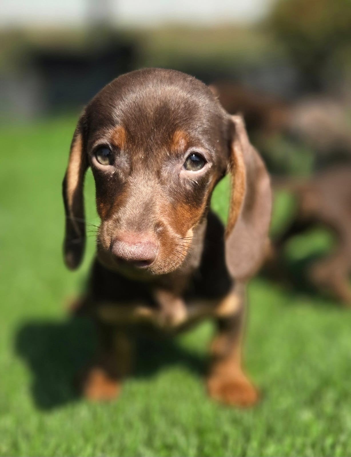 Te koop mooie Kortharige Dwerg Teckel pups (Tekkel), Dieren en Toebehoren, Honden | Teckels en Dashonden, Parvo, Nederland, 8 tot 15 weken