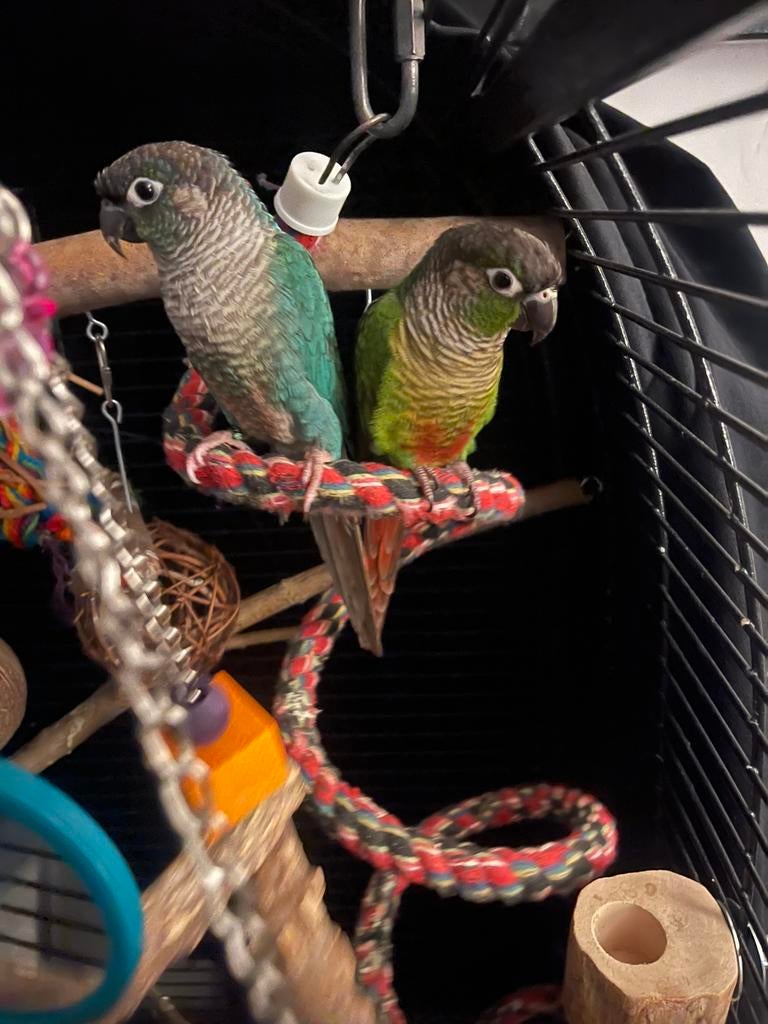 2 pyrrhura’s tekoop, Dieren en Toebehoren, Vogels | Parkieten en Papegaaien, Meerdere dieren, Dwergpapegaai of Agapornis