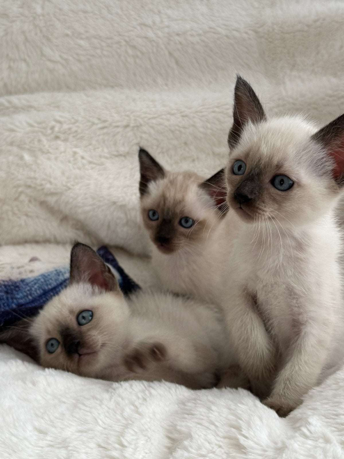 Siamees Kittens, Meerdere dieren, Gechipt, 0 tot 2 jaar
