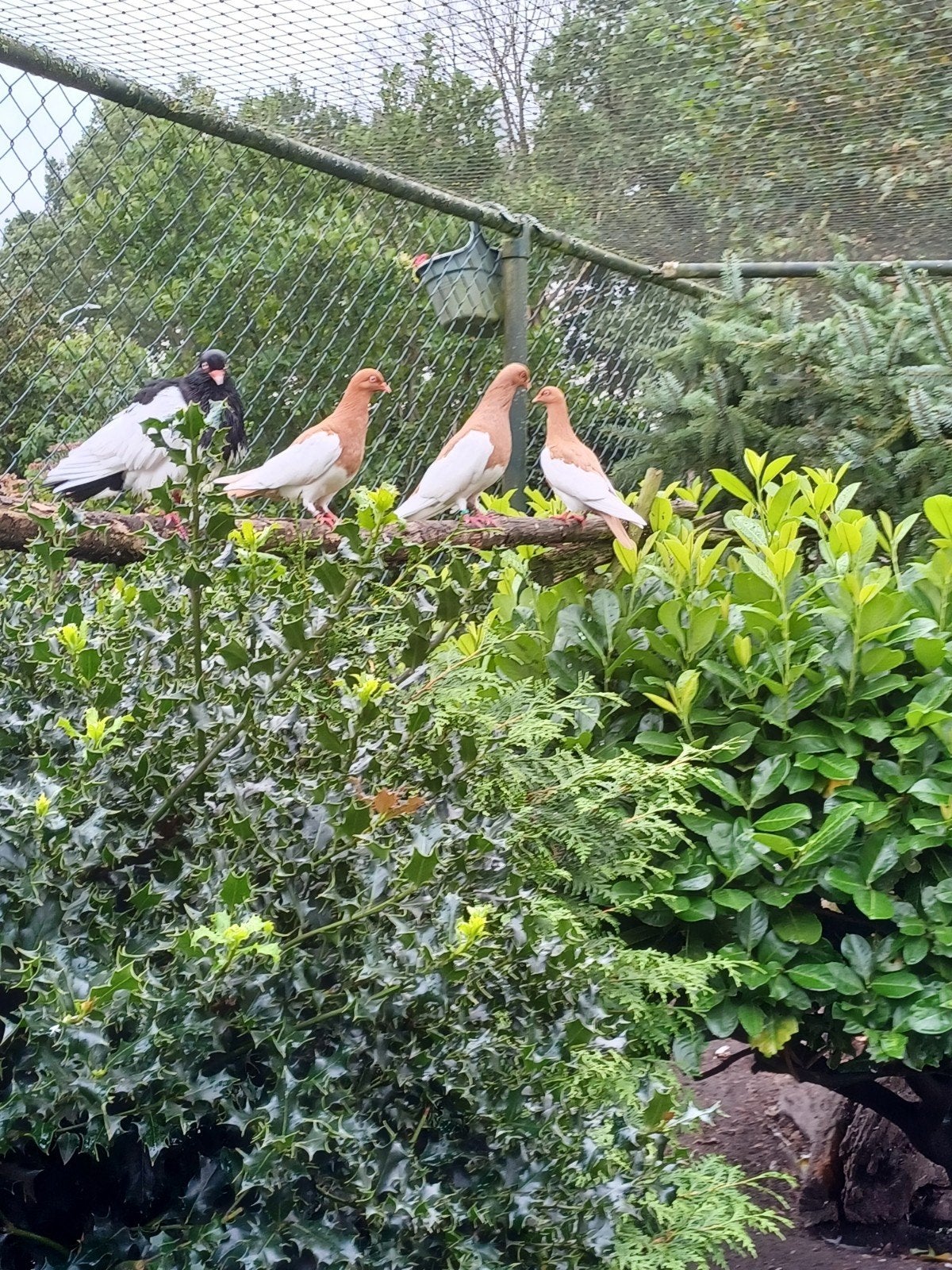 Te koop mooie oud duitse ekster tuimelaars, Meerdere dieren, Overige soorten