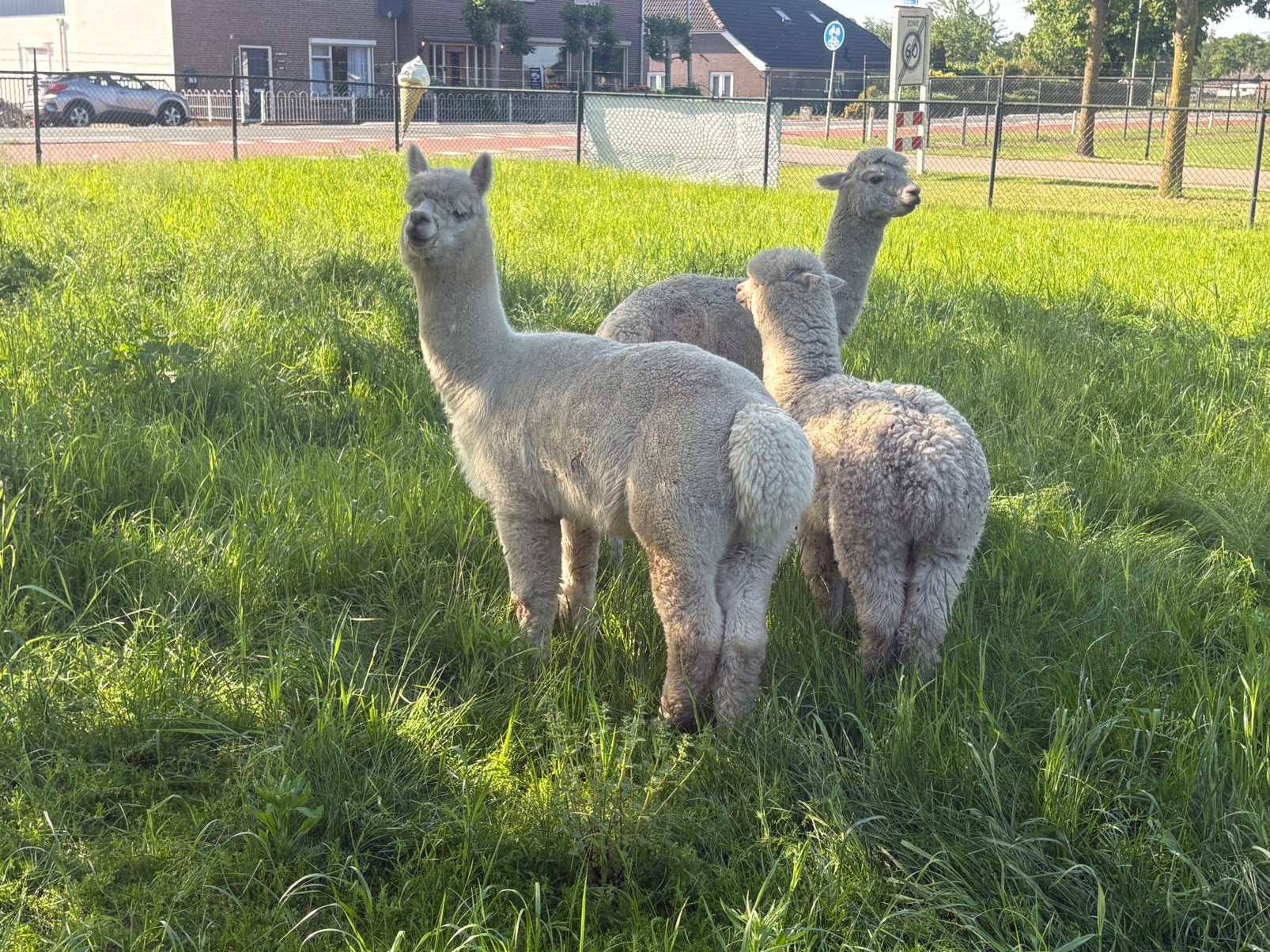 Alpaca, Dieren en Toebehoren, Overige Dieren, Meerdere dieren, Juni