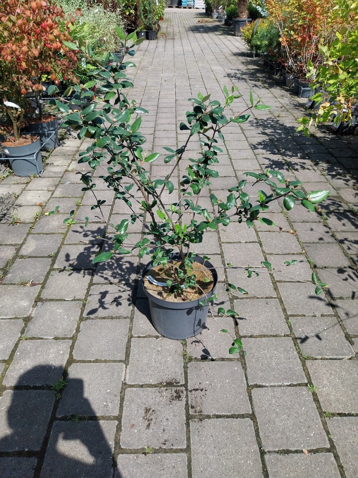 Viburnum burkwoodii - Sneeuwbal met geurende bloemen, Vaste plant, Halfschaduw, Lente, Ophalen