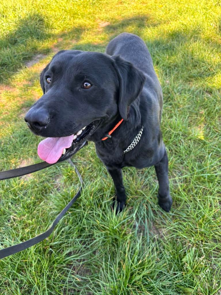 Labrador field Trail dek reu, Dieren en Toebehoren, Honden | Retrievers, Spaniëls en Waterhonden, Reu, 1 tot 2 jaar, Labrador retriever