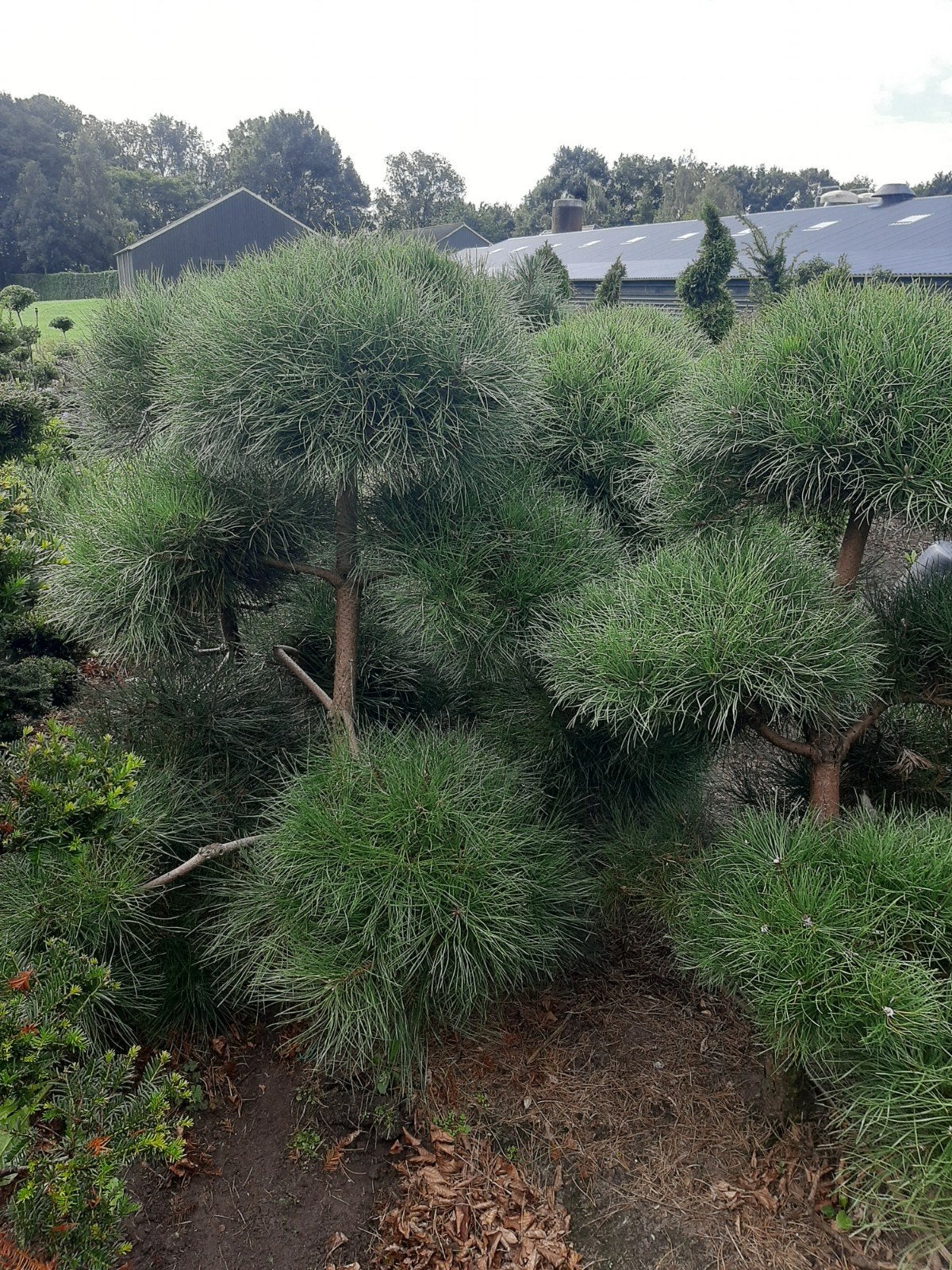 Pinus Nigra Nigra Vormsnoei - Japanse Zwarte Den, Tuin en Terras, Ophalen