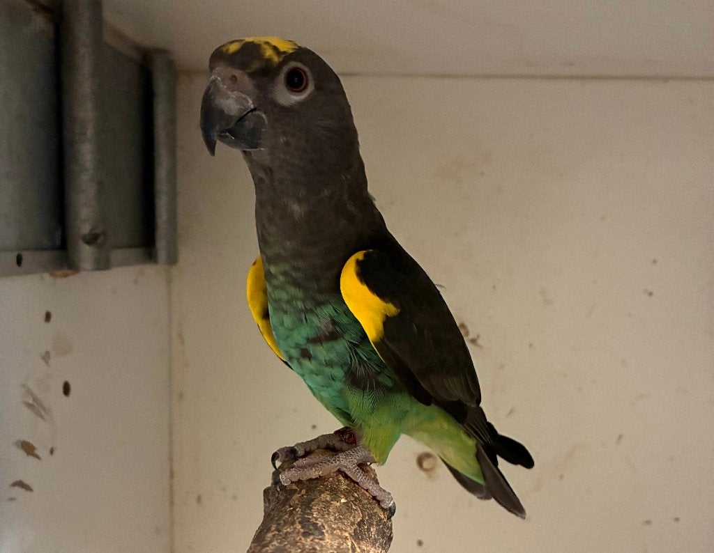 1-0 Poicephalus Meyeri Saturatus 2024, Mannelijk, Papegaai, Geringd