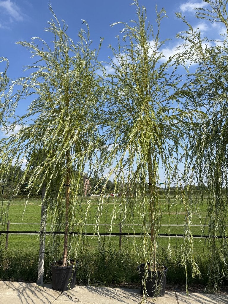 Salix  sepulcralis ‘Chrysocoma’ – Gouden treurwilg, Tuin en Terras, In pot, Bloeit niet, Ophalen of Verzenden, 400 cm of meer