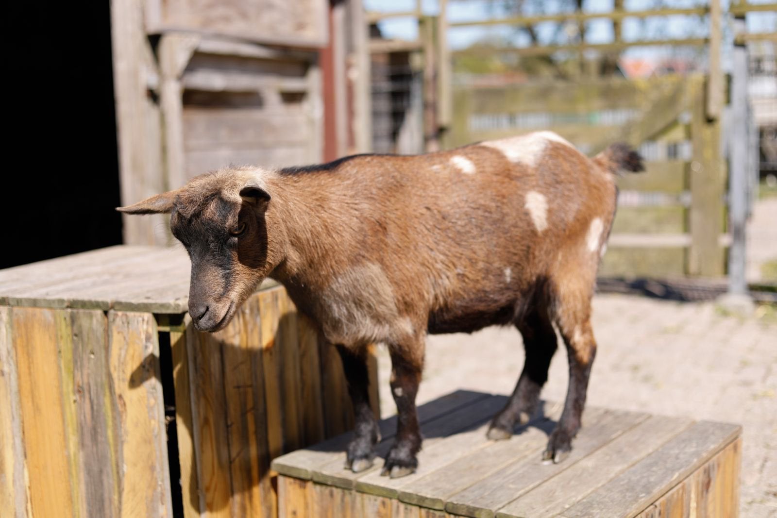 2 jarig hoornloos geitje, Dieren en Toebehoren, Vrouwelijk, Geit, 0 tot 2 jaar