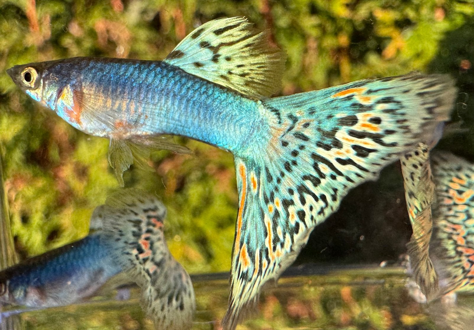 ***Blue Singa Mosaic guppen***, Vis, Zoetwatervis, Schoolvis