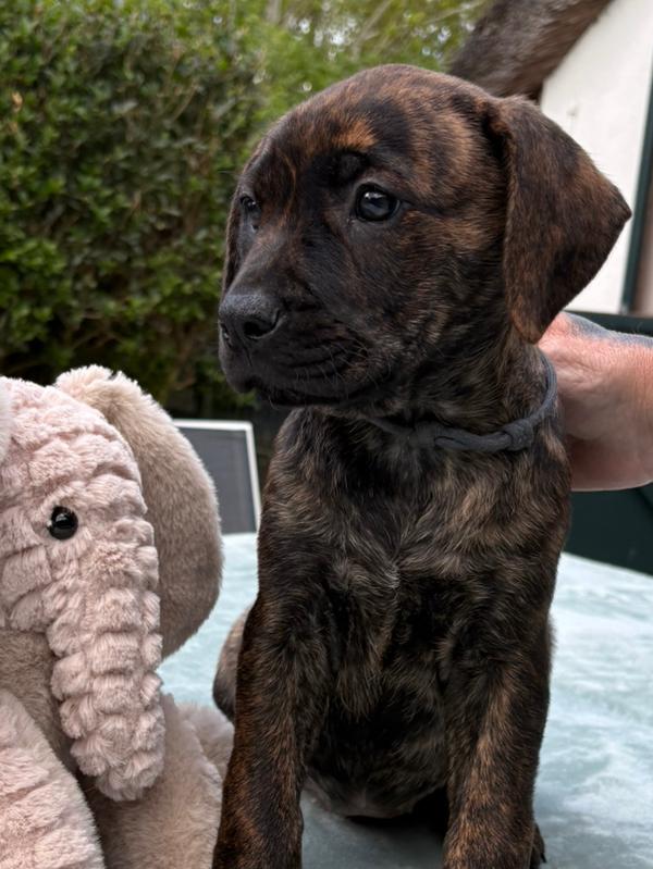 Nog 2 prachtige, en lieve pups te koop. Kruising dog, Dieren en Toebehoren, Honden | Niet-rashonden, 8 tot 15 weken, Groot, Meerdere