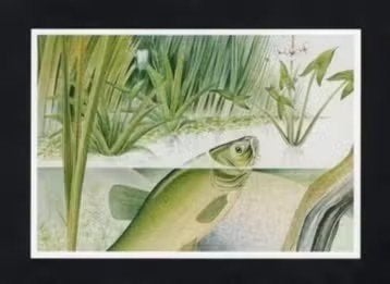Zeelt Vis Zoetwater Pijlkruid Sloot Natuur, Henk v.d. Vrande, Verzamelen, Ophalen of Verzenden, 1980 tot heden, Ongelopen, Waterdier
