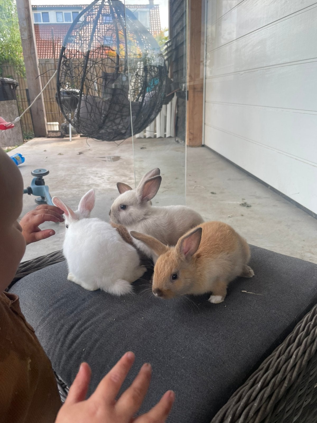 Gratis konijnen, Meerdere dieren