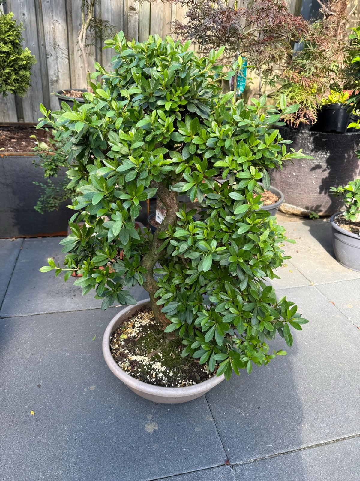 Prachtige Bonsai Azalea - Uniek exemplaar, Overige soorten, Vaste plant, Ophalen of Verzenden, Bloeit niet