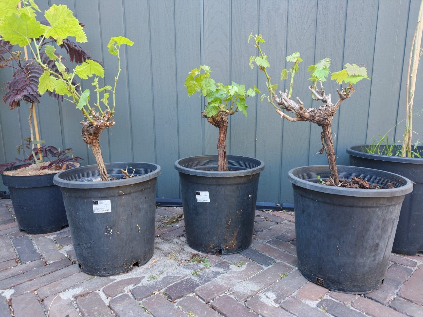 Vitis vinifera 'Moscatel de Alejandría' druiven struik, Tuin en Terras, Planten | Fruitbomen, Ophalen of Verzenden, Minder dan 100 cm