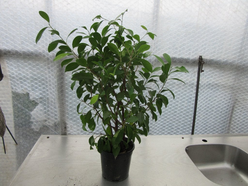 kamerplanten, Ophalen, Ficus, Halfschaduw, In pot