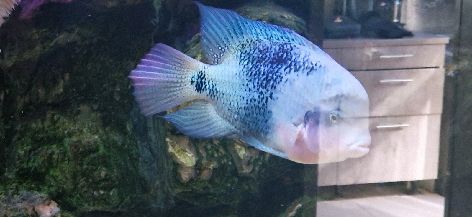 Zuid Amerikaanse cichliden  2stuks en 2kaaiman snoek, Dieren en Toebehoren, Vissen | Aquariumvissen, Vis