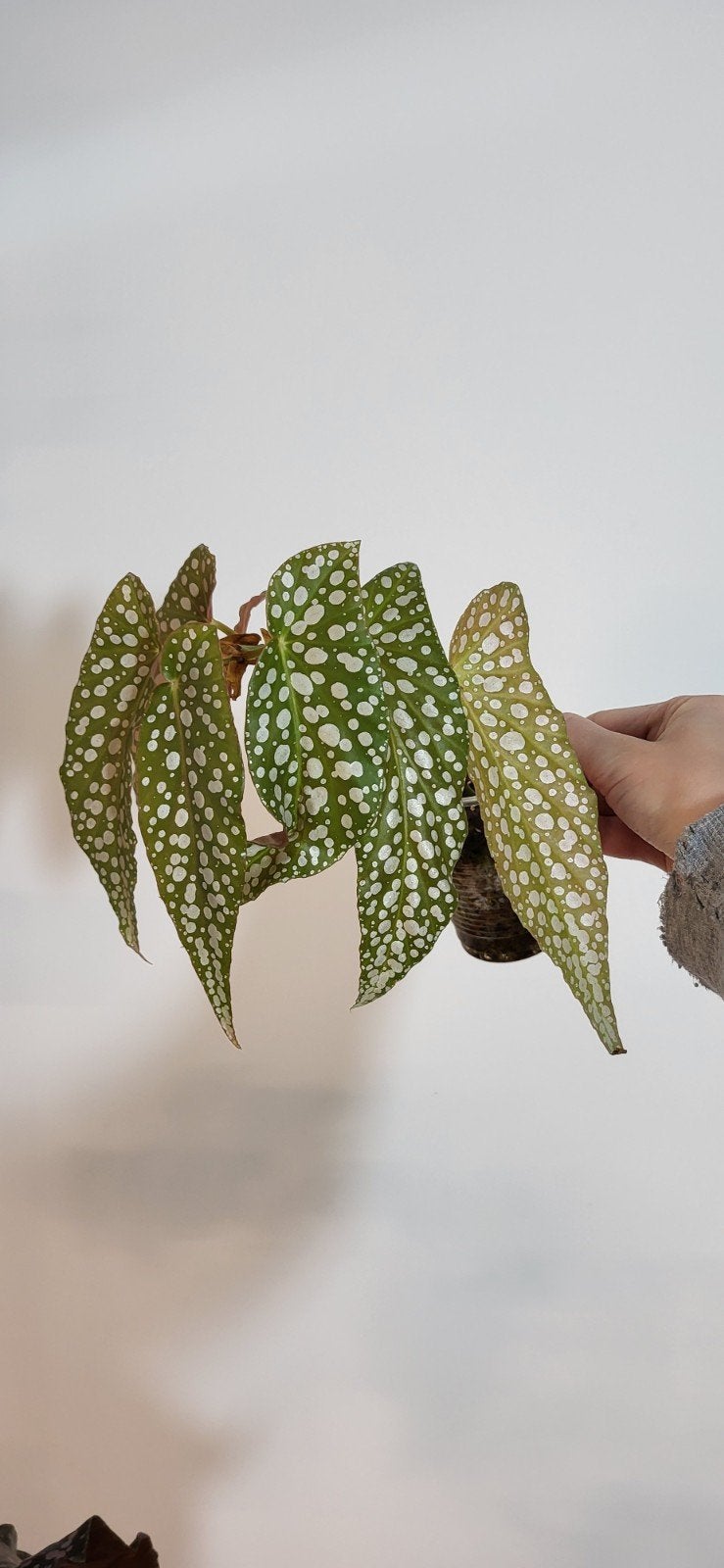 Begonia double dot, Huis en Inrichting, Kamerplanten, Ophalen of Verzenden, Halfschaduw, Minder dan 100 cm