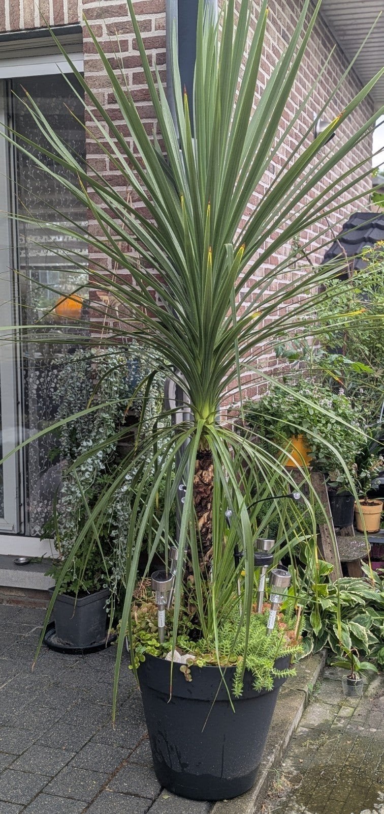 Grote Palm XXL - Ideaal voor terras of tuin, Volle zon, Vaste plant, Bloeit niet, Ophalen