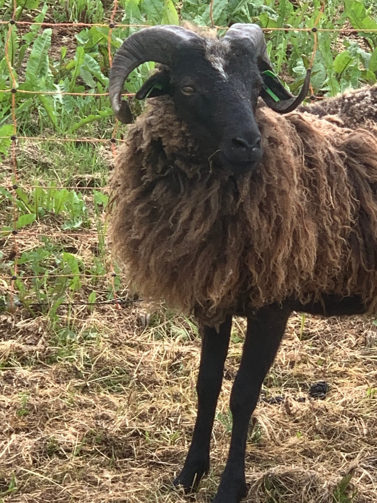 Skudde ram / ram lammeren, Mannelijk, Schaap
