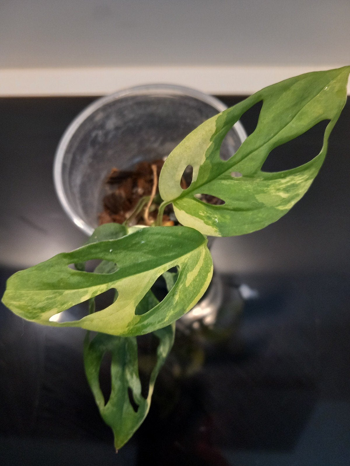 Monstera Laniata Variegata, Ophalen of Verzenden, Halfschaduw, Minder dan 100 cm
