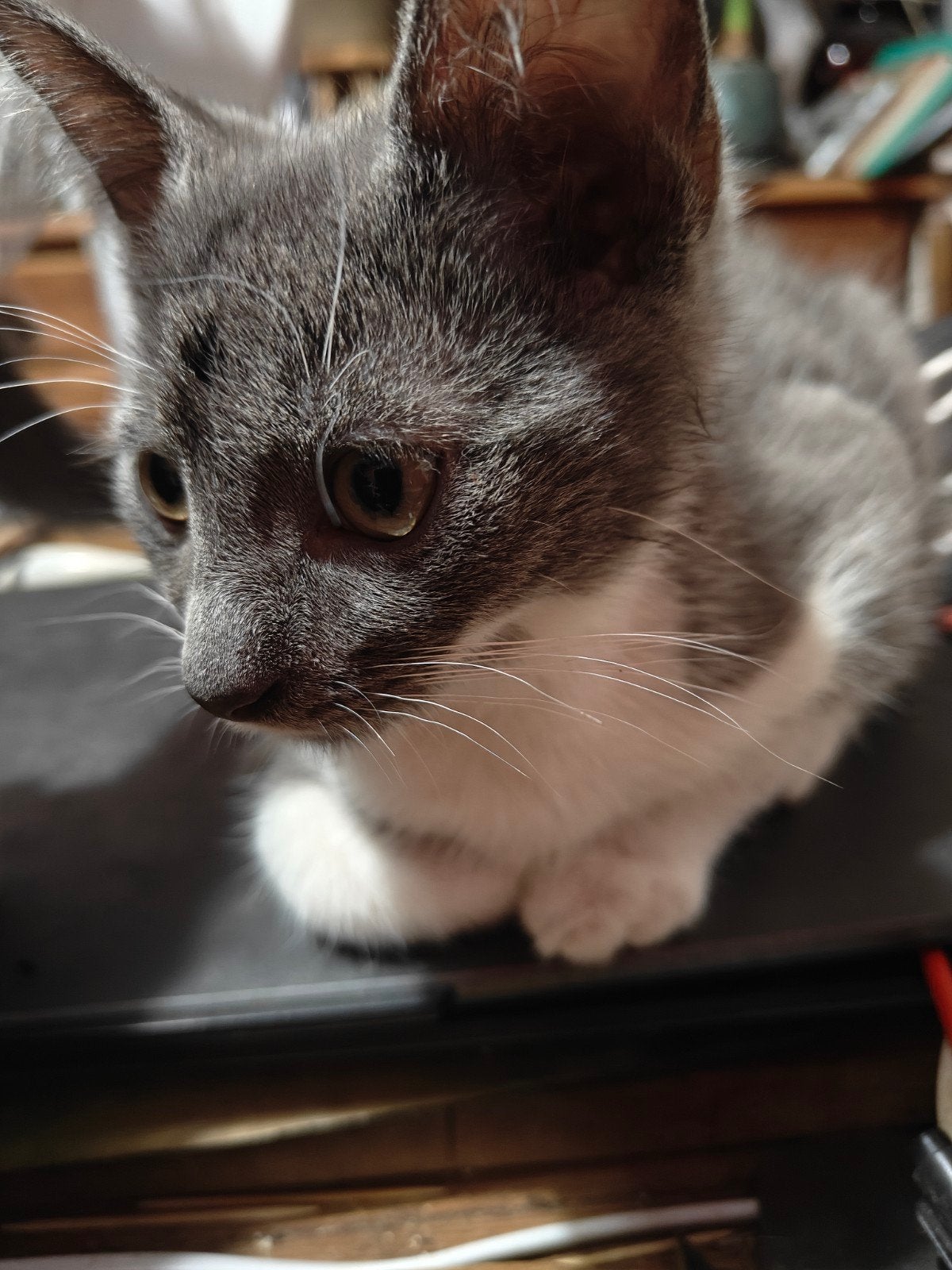 Kittens, Blauwe Rus x Grijs witte Britse Korthaar uiterlijk., Kater, Kortharig, 0 tot 2 jaar