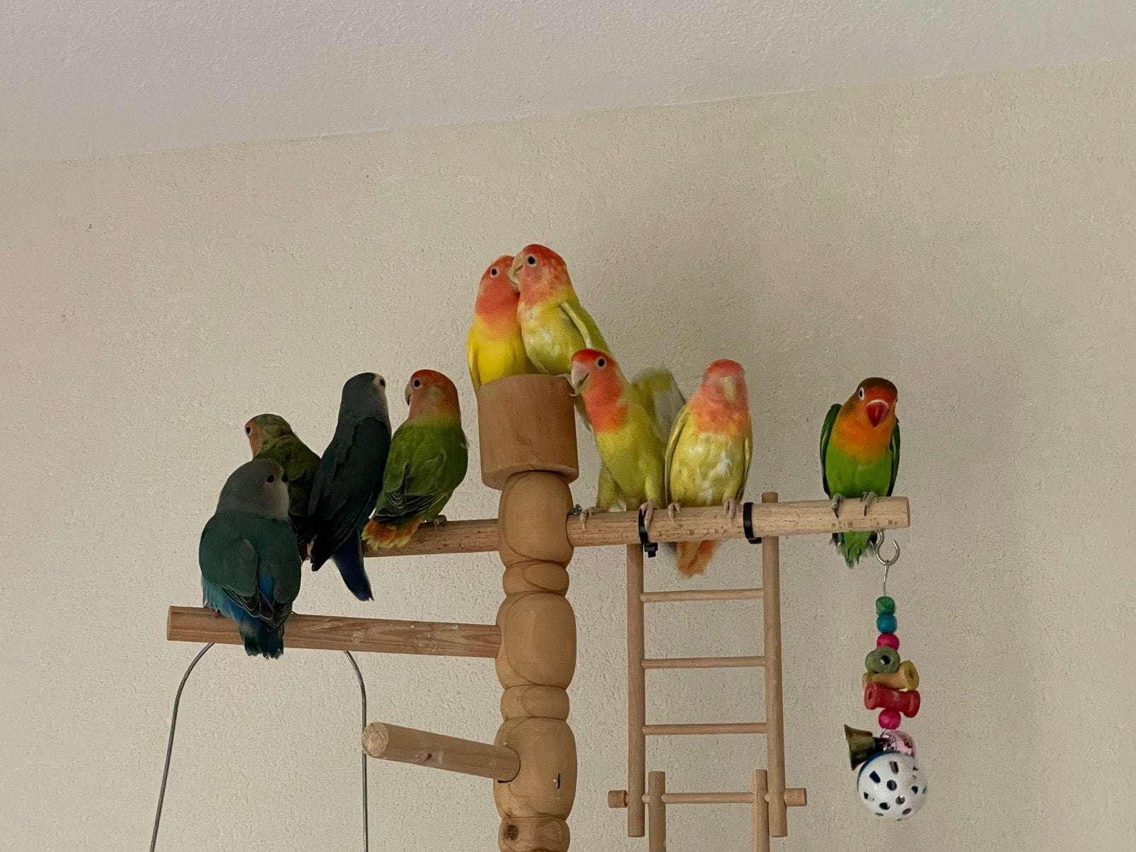 Agapornis Dwergpapegaai Diverse Kleuren Eventueel met kooi, Meerdere dieren, Dwergpapegaai of Agapornis, Geringd