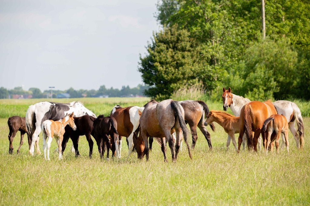 Keuze uit meerdere veulens vanuit een natuurlijke kudde, 0 tot 2 jaar, Gechipt, 160 tot 165 cm, Onbeleerd