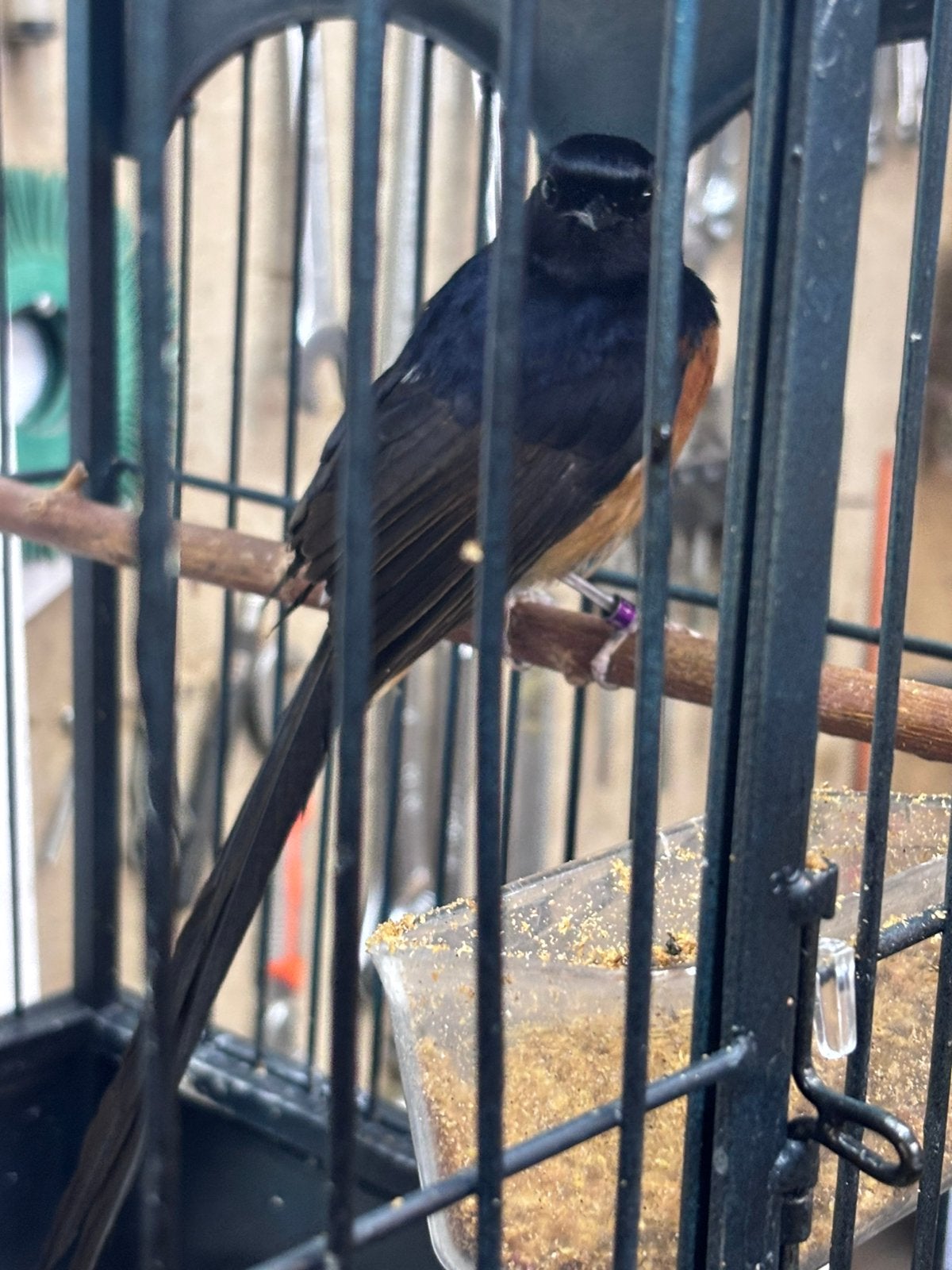 Schamalijster man geringd shamalijster schama shama lijster, Dieren en Toebehoren, Mannelijk, Geringd