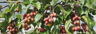 Kiwibes – Actinidia Arguta minikiwi #fruit #voedselbos, Minder dan 100 cm, Lente, Overige soorten, Volle zon