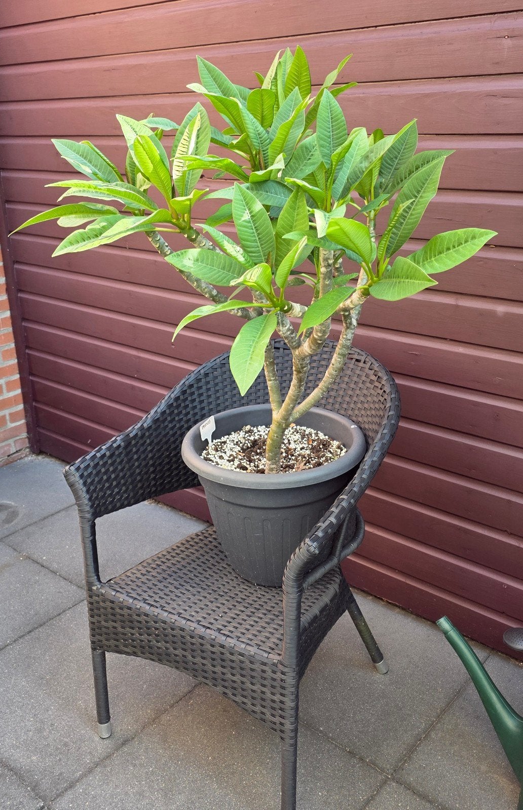 Prachtige Plumeria (Frangipani) pizzaz, Volle zon, Vaste plant, Zomer, Ophalen