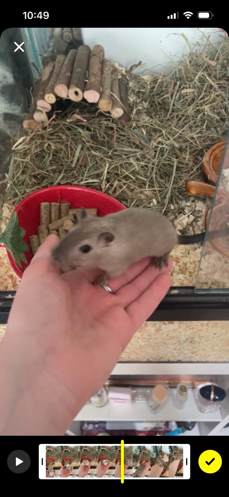 Gerbil vrouwtje met hok !!spoed!!, Juni, Vrouwelijk, Overige typen, Tam