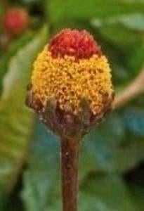 Zaden ABC-kruid/Champagneblad – Spilanthes oleracea, Verzenden, Voorjaar, Volle zon, Zaad