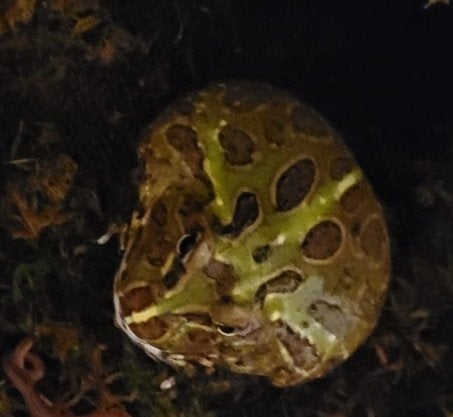 Pacman frog (hoornkikker), Met terrarium, 0 tot 2 jaar